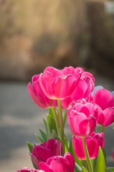 Beautiful bouquet of tulips. colorful tulips. nature background