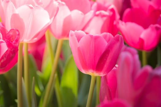 Beautiful bouquet of tulips. colorful tulips. nature background