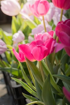 Beautiful bouquet of tulips. colorful tulips. nature background