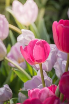 Beautiful bouquet of tulips. colorful tulips. nature background