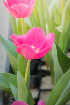 Beautiful bouquet of tulips. colorful tulips. nature background