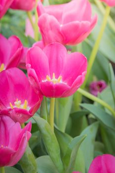 Beautiful bouquet of tulips. colorful tulips. nature background