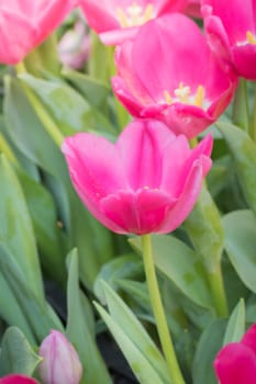 Beautiful bouquet of tulips. colorful tulips. nature background