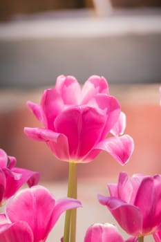 The background image of the colorful flowers, background nature