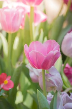 The background image of the colorful flowers, background nature