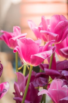 The background image of the colorful flowers, background nature