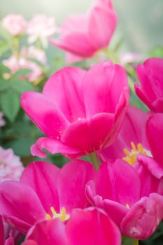 Beautiful bouquet of tulips. colorful tulips. nature background