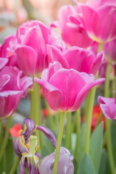 Beautiful bouquet of tulips. colorful tulips. nature background