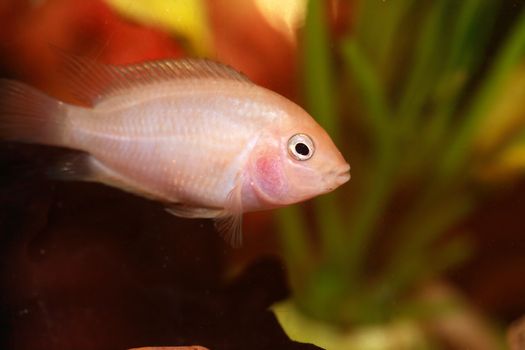 Nice aquarium fish closeup on dark background