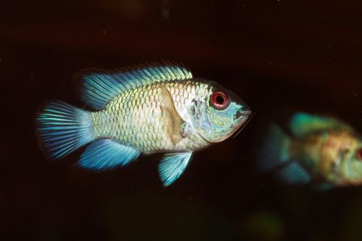 Nice aquarium fish closeup on dark background