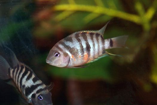 Nice aquarium fish closeup on dark background