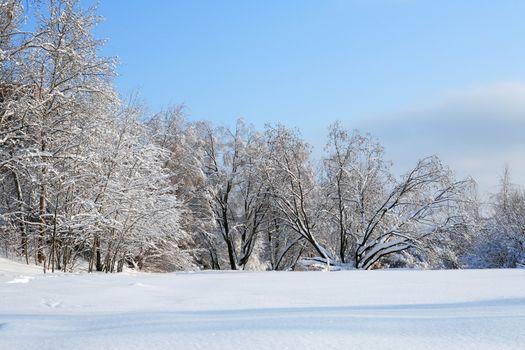 Nice winter background with forest under snow