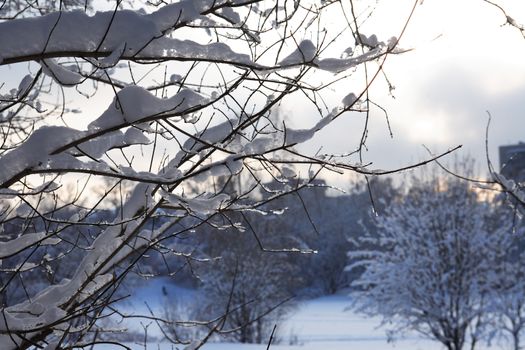 Nice winter background with forest under snow