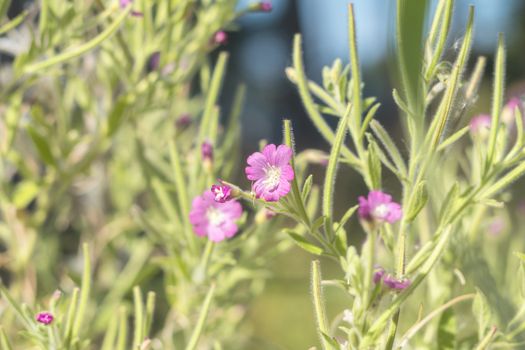 Green juicy grass and gentle violet flowers in the field on a sunny day. Shallow depth of field