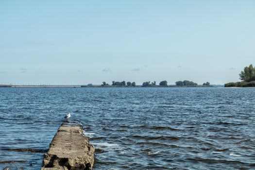 Amazing river landscape. Boundless water space. Larus herring gull on stone near water.