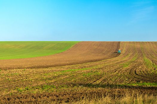 Winter wheat field with a tractor working on it in the fall under the clear blue sky. Sunny autumn day. Concept of natural agriculture.