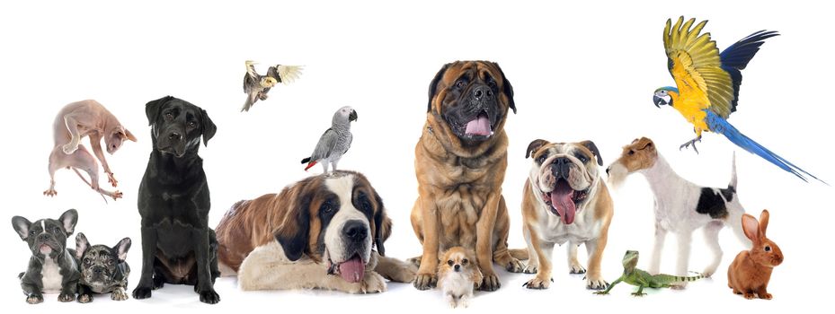 group of pet in front of white background