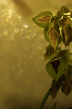 Green and violet leaves with frosty window in the background, street light giving it an interesting glow.