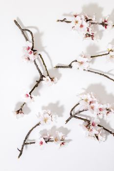 almond tree branch isolated on a white background.