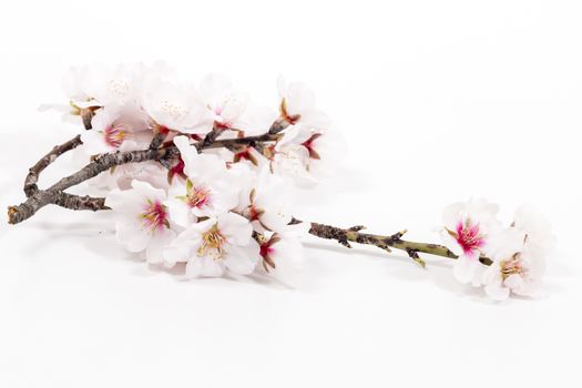 almond tree branch isolated on a white background.