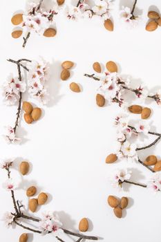 almond tree branch with almonds isolated on a white background.