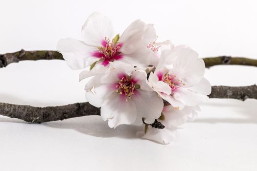 almond tree branch isolated on a white background.