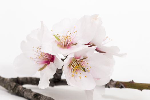 almond tree branch isolated on a white background.
