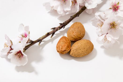 almond tree branch with almonds isolated on a white background.
