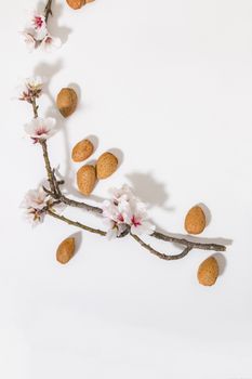 almond tree branch with almonds isolated on a white background.