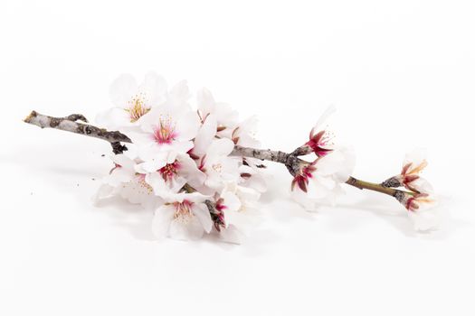 almond tree branch isolated on a white background.