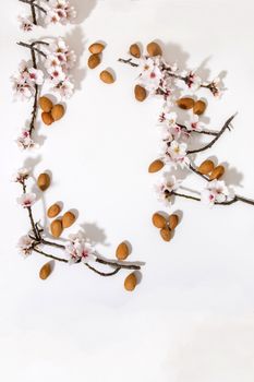 almond tree branch with almonds isolated on a white background.