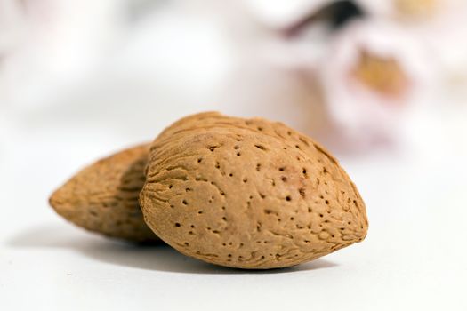 almond tree branch with almonds isolated on a white background.
