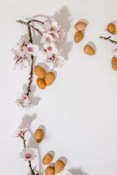 almond tree branch with almonds isolated on a white background.