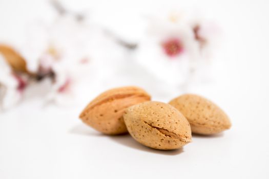almond tree branch with almonds isolated on a white background.