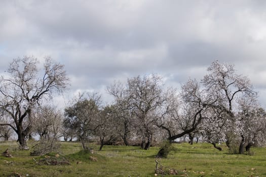 Beautiful almond trees on the countryside, located on the Algarve region, Portugal.