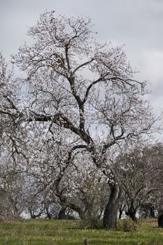 Beautiful almond trees on the countryside, located on the Algarve region, Portugal.