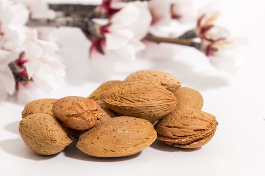 almond tree branch with almonds isolated on a white background.