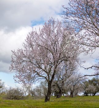 Beautiful almond trees on the countryside, located on the Algarve region, Portugal.