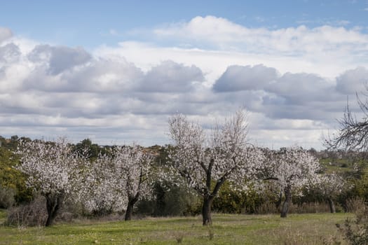 Beautiful almond trees on the countryside, located on the Algarve region, Portugal.