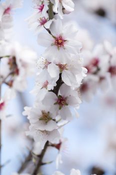 Beautiful almond trees on the countryside, located on the Algarve region, Portugal.