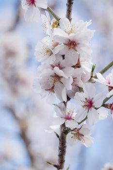 Beautiful almond trees on the countryside, located on the Algarve region, Portugal.