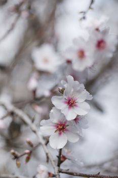 Beautiful almond trees on the countryside, located on the Algarve region, Portugal.