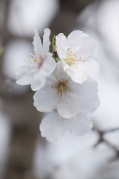 Beautiful almond trees on the countryside, located on the Algarve region, Portugal.