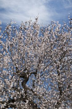 Beautiful almond trees on the countryside, located on the Algarve region, Portugal.