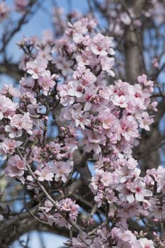 Beautiful almond trees on the countryside, located on the Algarve region, Portugal.