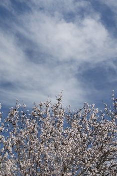 Beautiful almond trees on the countryside, located on the Algarve region, Portugal.