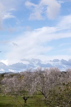 Beautiful almond trees on the countryside, located on the Algarve region, Portugal.