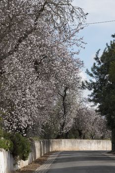 Beautiful almond trees on the on the side of the road, located on the Algarve region, Portugal.
