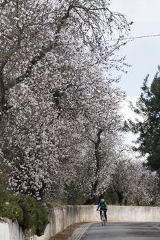 Beautiful almond trees on the on the side of the road, located on the Algarve region, Portugal.