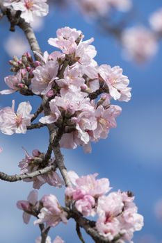 Beautiful almond trees on the countryside, located on the Algarve region, Portugal.